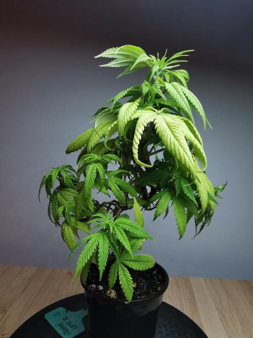 Frappe Late Z  1 / FC-E4800 / 90x60x140. Week 8