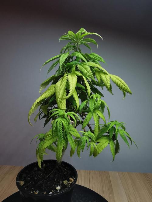 Frappe Late Z  1 / FC-E4800 / 90x60x140. Week 8