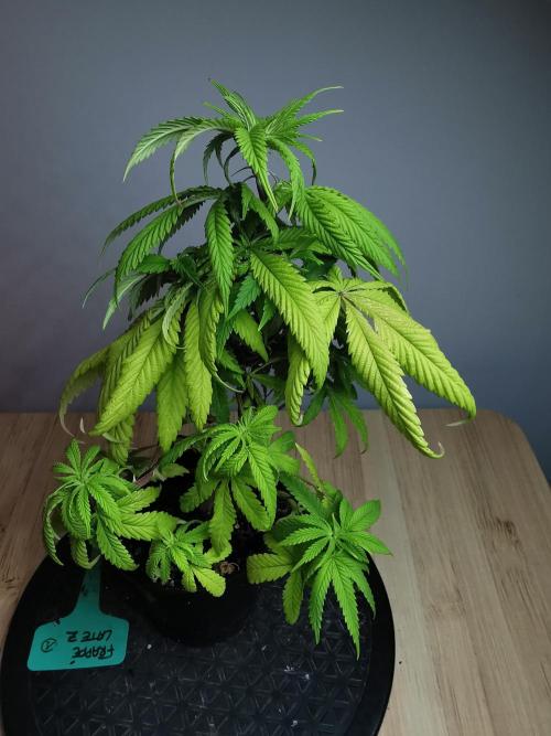 Frappe Late Z  1 / FC-E4800 / 90x60x140. Week 8