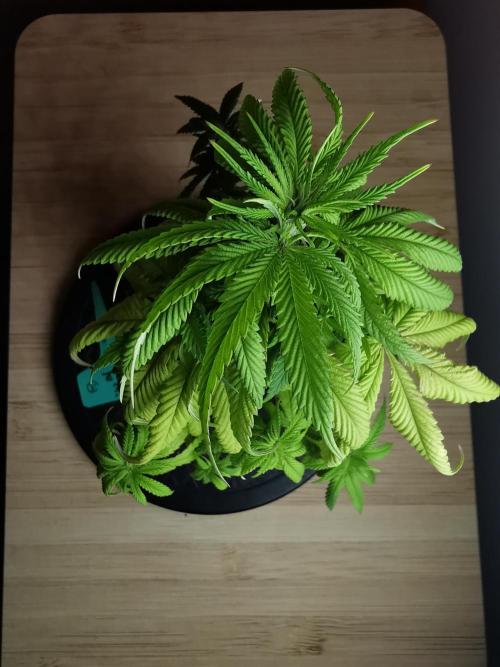 Frappe Late Z  1 / FC-E4800 / 90x60x140. Week 8