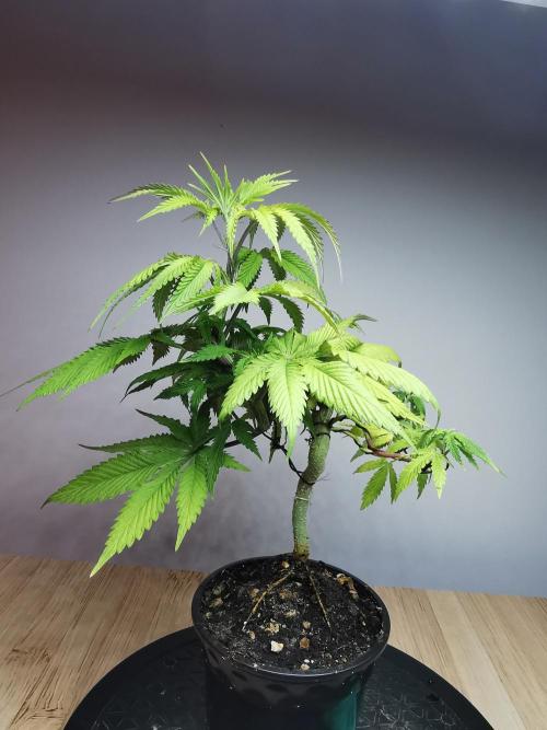 Frappe Late Z  2 / FC-E4800 / 90x60x140. Week 8