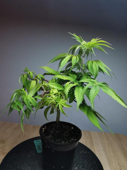 Frappe Late Z  2 / FC-E4800 / 90x60x140. Week 8