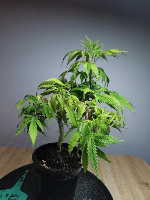 Frappe Late Z  2 / FC-E4800 / 90x60x140. Week 8