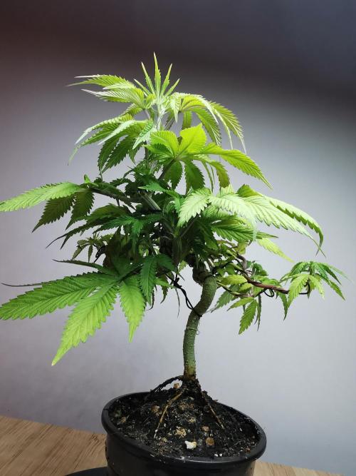 Frappe Late Z  2 / FC-E4800 / 90x60x140. Week 8