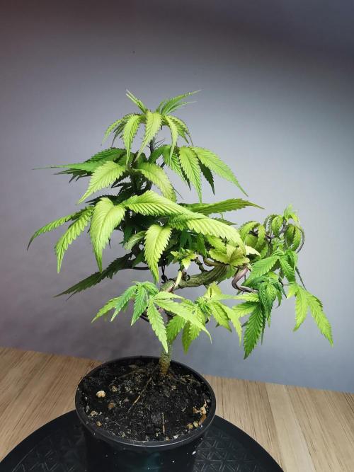 Frappe Late Z  2 / FC-E4800 / 90x60x140. Week 8