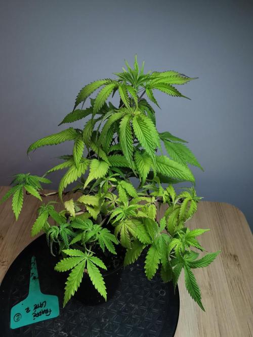 Frappe Late Z  2 / FC-E4800 / 90x60x140. Week 8