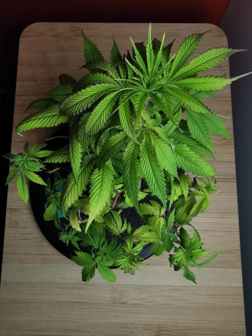 Frappe Late Z  2 / FC-E4800 / 90x60x140. Week 8