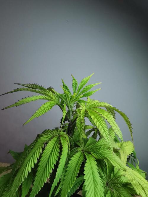 Frappe Late Z  2 / FC-E4800 / 90x60x140. Week 8