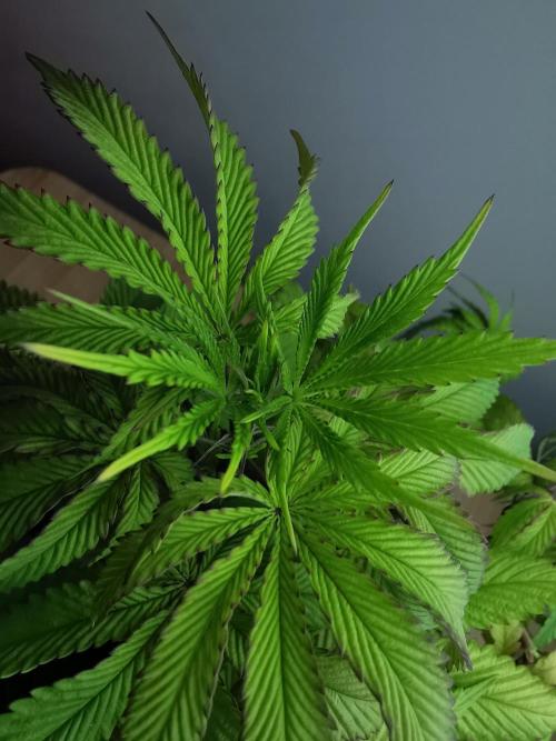 Frappe Late Z  2 / FC-E4800 / 90x60x140. Week 8