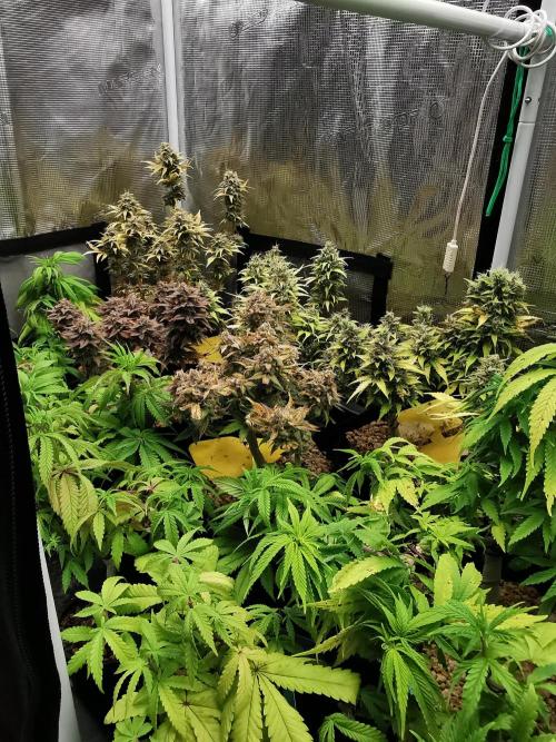 Frappe Late Z  2 / FC-E4800 / 90x60x140. Week 8