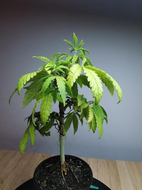 Frappe Late Z  3 / FC-E4800 /90x60x140. Week 8