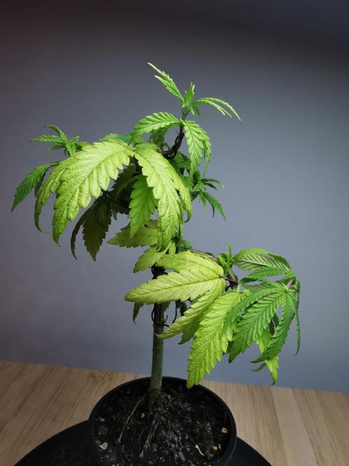 Frappe Late Z  3 / FC-E4800 /90x60x140. Week 8