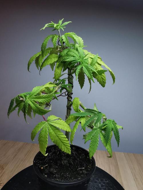 Frappe Late Z  3 / FC-E4800 /90x60x140. Week 8