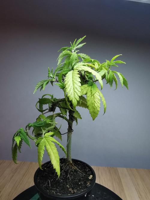 Frappe Late Z  3 / FC-E4800 /90x60x140. Week 8