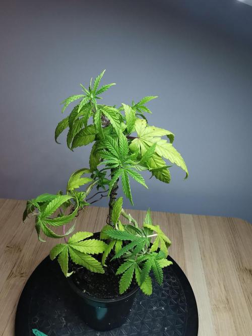 Frappe Late Z  3 / FC-E4800 /90x60x140. Week 8