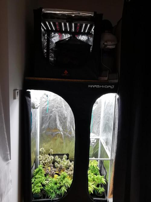 Frappe Late Z  3 / FC-E4800 /90x60x140. Week 8