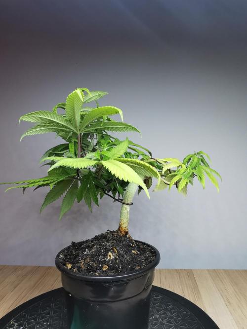 Frappe Late Z  4 / FC-E4800 / 90x60x140. Week 8