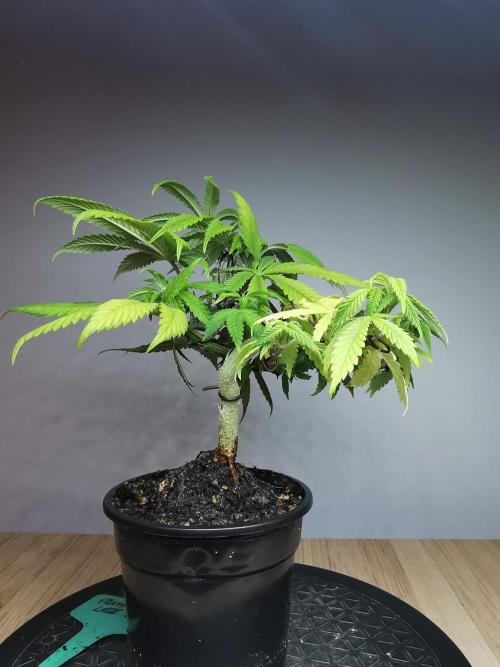 Frappe Late Z  4 / FC-E4800 / 90x60x140. Week 8