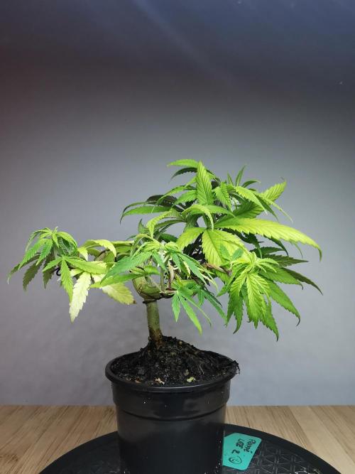 Frappe Late Z  4 / FC-E4800 / 90x60x140. Week 8