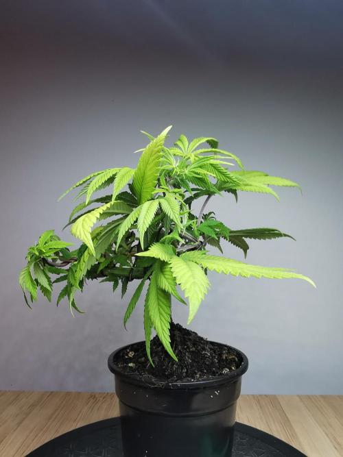 Frappe Late Z  4 / FC-E4800 / 90x60x140. Week 8