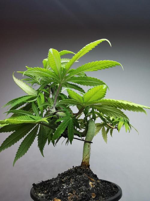 Frappe Late Z  4 / FC-E4800 / 90x60x140. Week 8