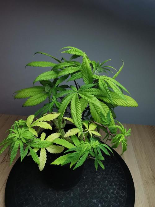 Frappe Late Z  4 / FC-E4800 / 90x60x140. Week 8