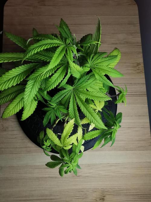 Frappe Late Z  4 / FC-E4800 / 90x60x140. Week 8