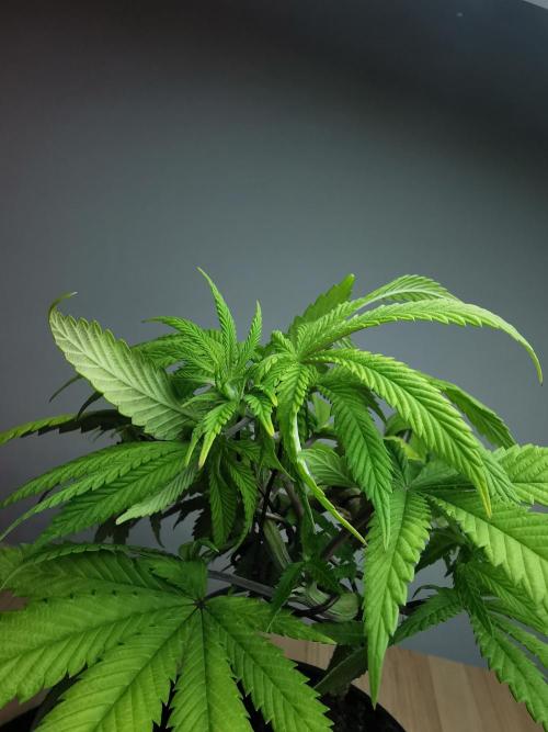 Frappe Late Z  4 / FC-E4800 / 90x60x140. Week 8