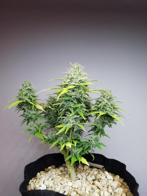 Apple Betty auto / FC-E4800 / 90x60x140. Week 11