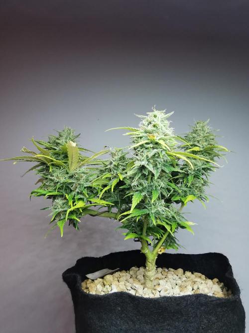 Apple Betty auto / FC-E4800 / 90x60x140. Week 11
