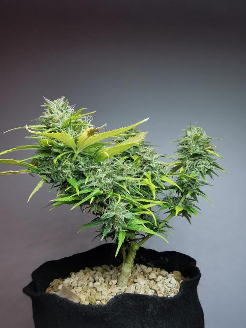 Apple Betty auto / FC-E4800 / 90x60x140. Week 11