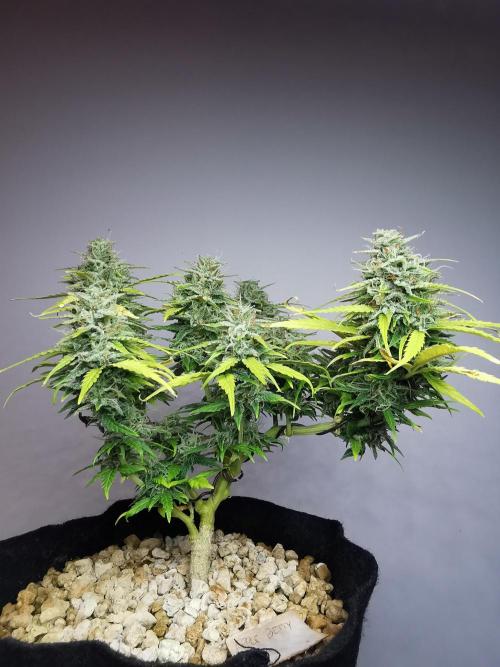 Apple Betty auto / FC-E4800 / 90x60x140. Week 11