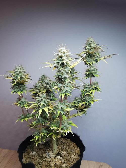 Big Demon auto / FC-E4800 / 90x60x140. Week 11
