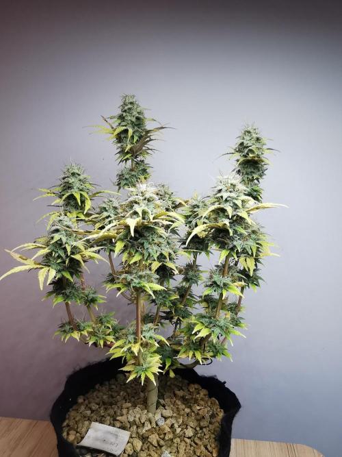 Big Demon auto / FC-E4800 / 90x60x140. Week 11