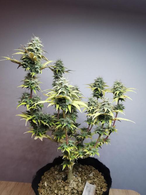 Big Demon auto / FC-E4800 / 90x60x140. Week 11
