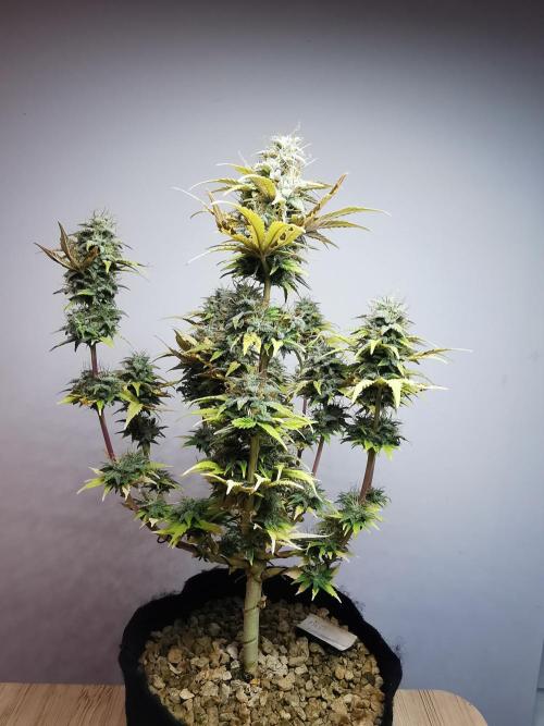 Big Demon auto / FC-E4800 / 90x60x140. Week 11