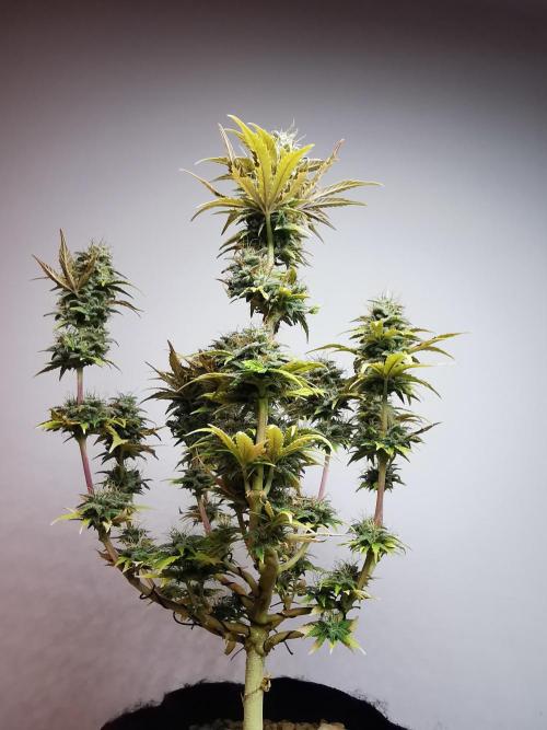 Big Demon auto / FC-E4800 / 90x60x140. Week 11
