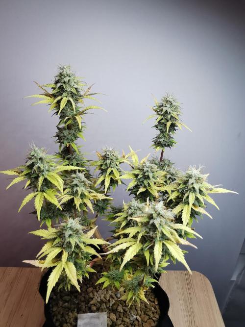 Big Demon auto / FC-E4800 / 90x60x140. Week 11