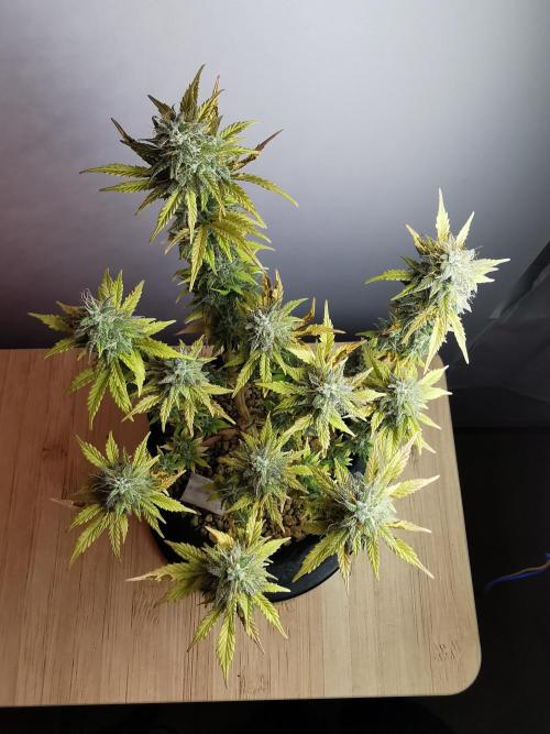 Big Demon auto / FC-E4800 / 90x60x140. Week 11