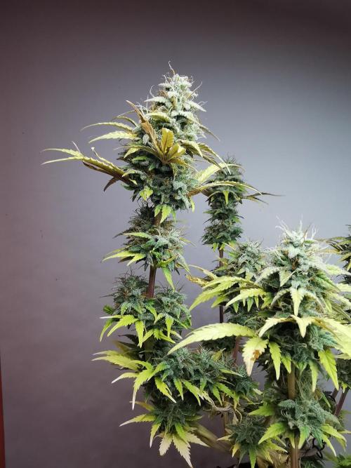 Big Demon auto / FC-E4800 / 90x60x140. Week 11