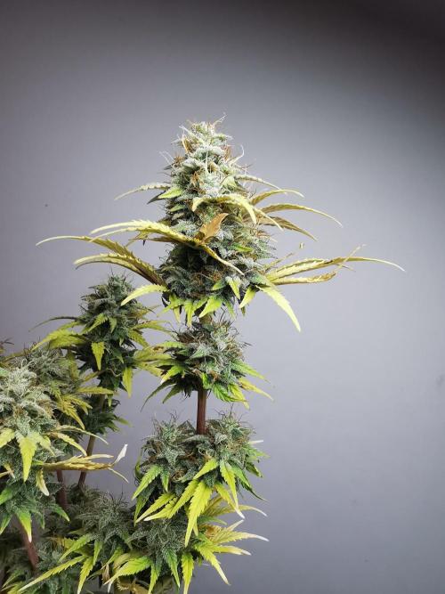 Big Demon auto / FC-E4800 / 90x60x140. Week 11