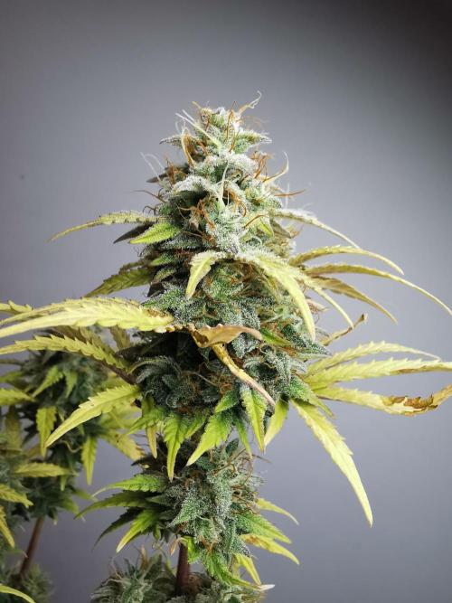 Big Demon auto / FC-E4800 / 90x60x140. Week 11