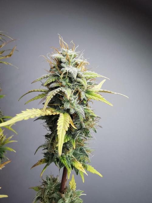Big Demon auto / FC-E4800 / 90x60x140. Week 11