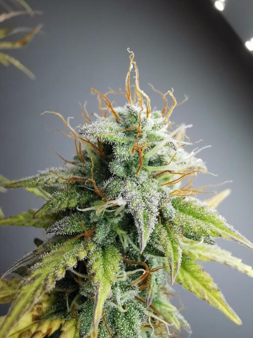 Big Demon auto / FC-E4800 / 90x60x140. Week 11