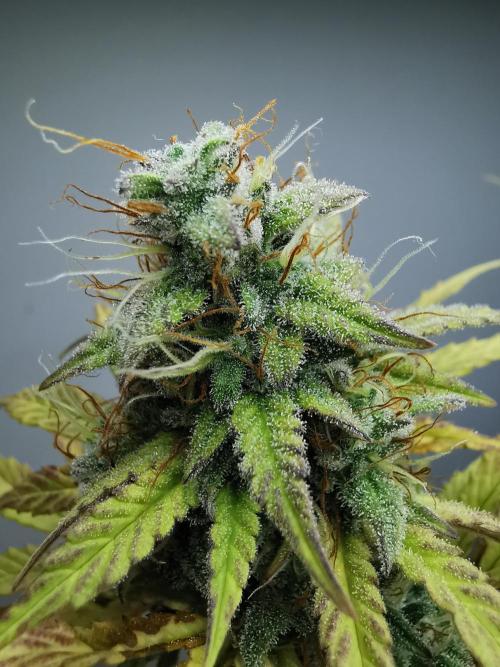 Big Demon auto / FC-E4800 / 90x60x140. Week 11