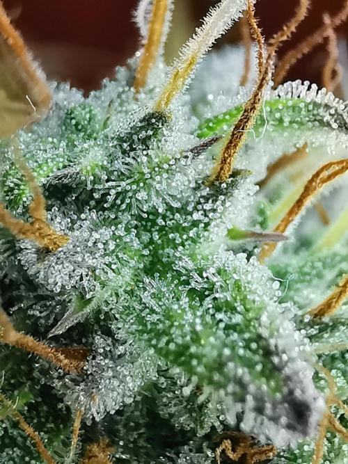 Big Demon auto / FC-E4800 / 90x60x140. Week 11