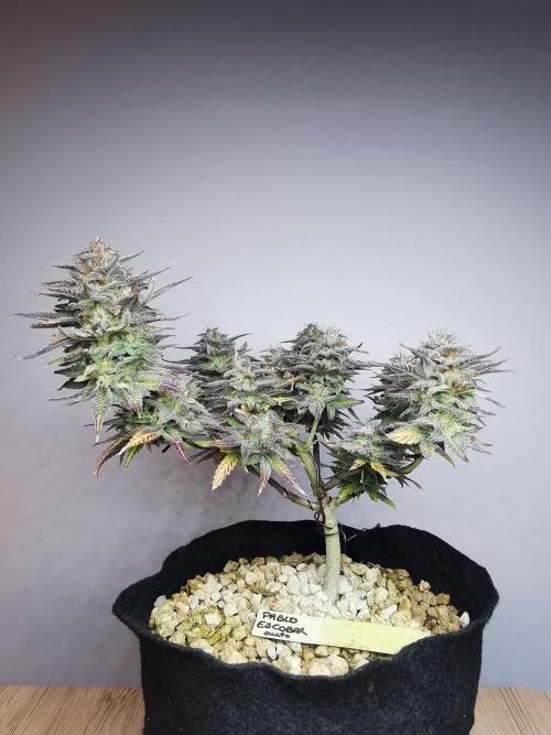Pablo Escobar auto / FC-E4800 /90x60x140. Week 11