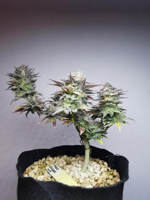 Pablo Escobar auto / FC-E4800 /90x60x140. Week 11