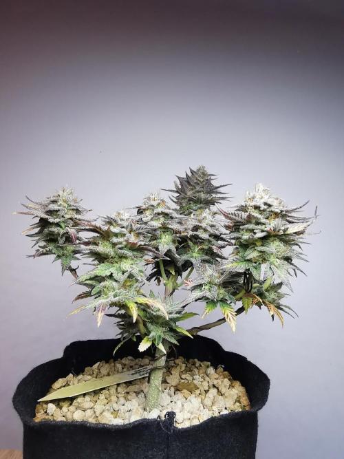 Pablo Escobar auto / FC-E4800 /90x60x140. Week 11