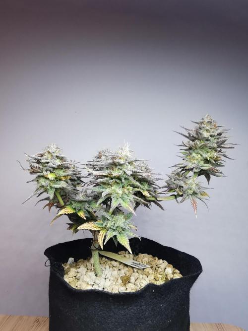 Pablo Escobar auto / FC-E4800 /90x60x140. Week 11